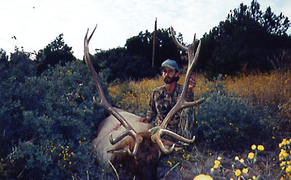 Guided Elk Hunts in New Mexico or Arizona