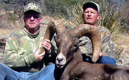 Big Horn Sheep | Arizona or New Mexico